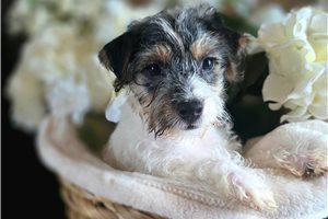 Gypsy - puppy for sale