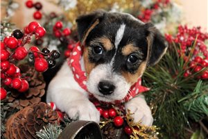 Minnie - Jack Russell Terrier for sale