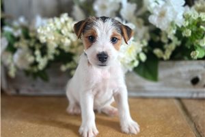 Gabriella - Jack Russell Terrier for sale