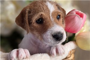 Emma - Jack Russell Terrier for sale