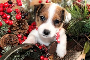 Augustus - Jack Russell Terrier for sale
