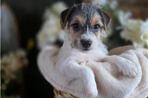 Gigi - Jack Russell Terrier for sale