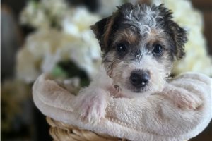 Gaston - Jack Russell Terrier for sale