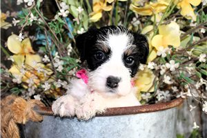 Bristol - Jack Russell Terrier for sale
