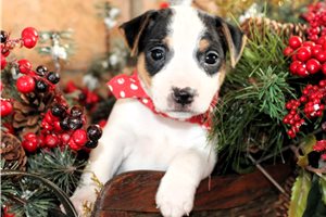Montana - Jack Russell Terrier for sale