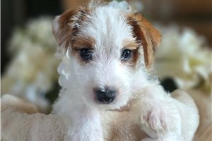 Gideon - Jack Russell Terrier for sale