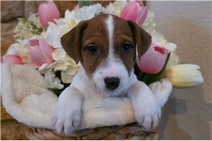 Enzo - Jack Russell Terrier for sale