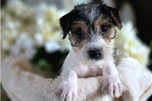 Grace - Jack Russell Terrier for sale