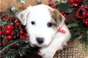 Alister - Jack Russell Terrier for sale