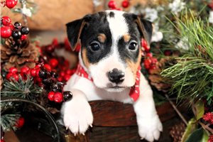 Monterey - Jack Russell Terrier for sale