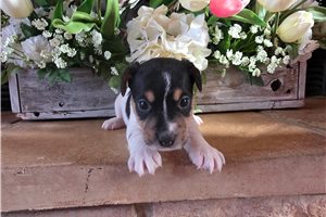 Cliff - Jack Russell Terrier for sale