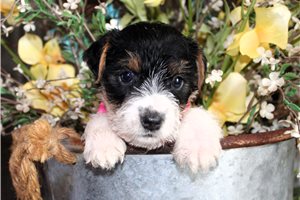 Brinley - Jack Russell Terrier for sale