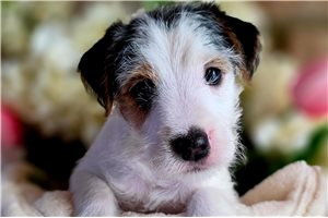 Eleanor - puppy for sale