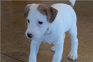 Elijah - puppy for sale