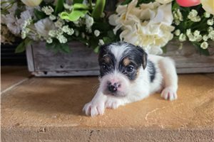Conner - puppy for sale