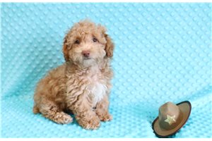 Tristian - Poodle, Toy for sale