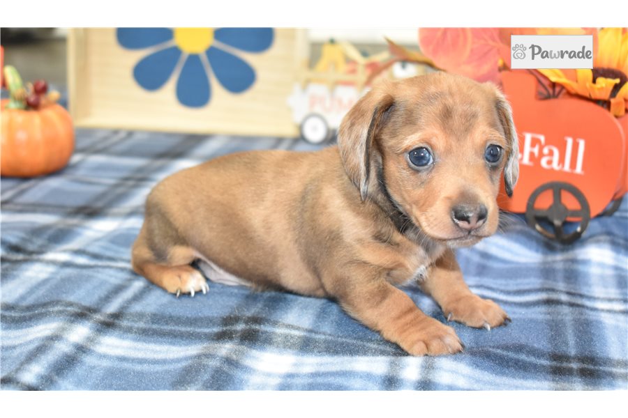 Kashton - Mini Dachshund for sale