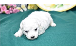 Destiny - Bichon Frise for sale