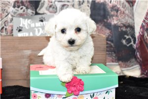 Trista - puppy for sale