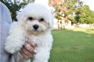 Sean - Bichon Frise for sale