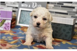 Kenzie - puppy for sale