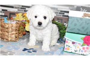 Patton - puppy for sale