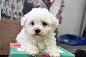Hope - puppy for sale