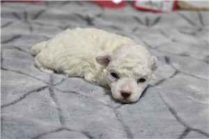 Misty - Bichon Frise for sale