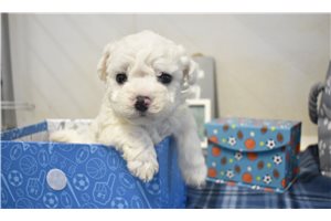Leif - puppy for sale