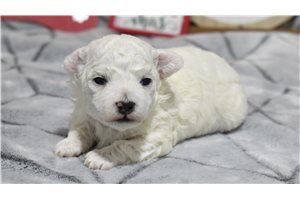 Elli - Bichon Frise for sale