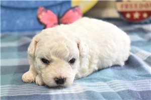 Crispin - puppy for sale