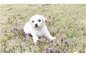 Zetta - puppy for sale