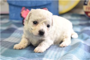 Ivye - Bichon Frise for sale