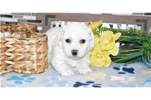 Delilah - puppy for sale