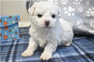 Elijah - puppy for sale