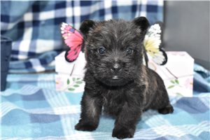 Acer - Cairn Terrier for sale