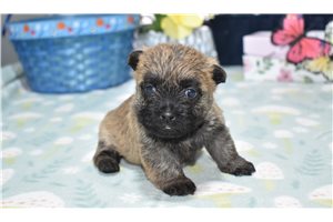 Jazlyn - Cairn Terrier for sale