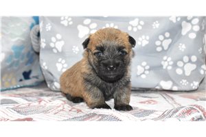 Stella - Cairn Terrier for sale