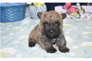 Charlotte - Cairn Terrier for sale