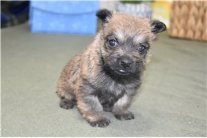 Rusty - Cairn Terrier for sale