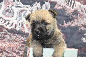 Diego - Cairn Terrier for sale