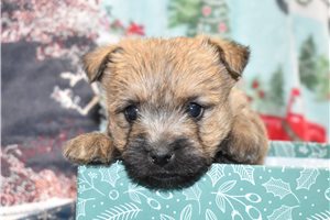 Basil - Cairn Terrier for sale
