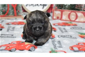 Emmanuel - Cairn Terrier for sale