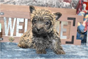 Penelope - Cairn Terrier for sale