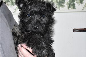 Ezekiel - Cairn Terrier for sale