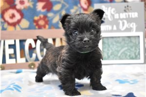 Kane - Cairn Terrier for sale