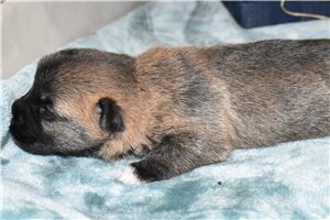 Lance - puppy for sale