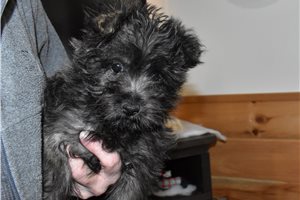 Jade - Cairn Terrier for sale