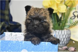 Vincent - Cairn Terrier for sale