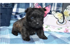 Molly - Cairn Terrier for sale